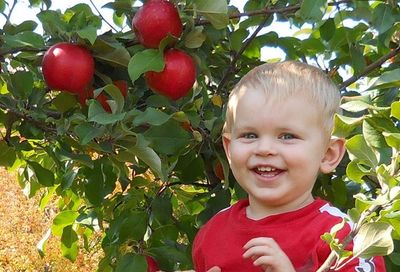 Bushel and a Peck Market Apple Orchard in Chippewa Falls WI